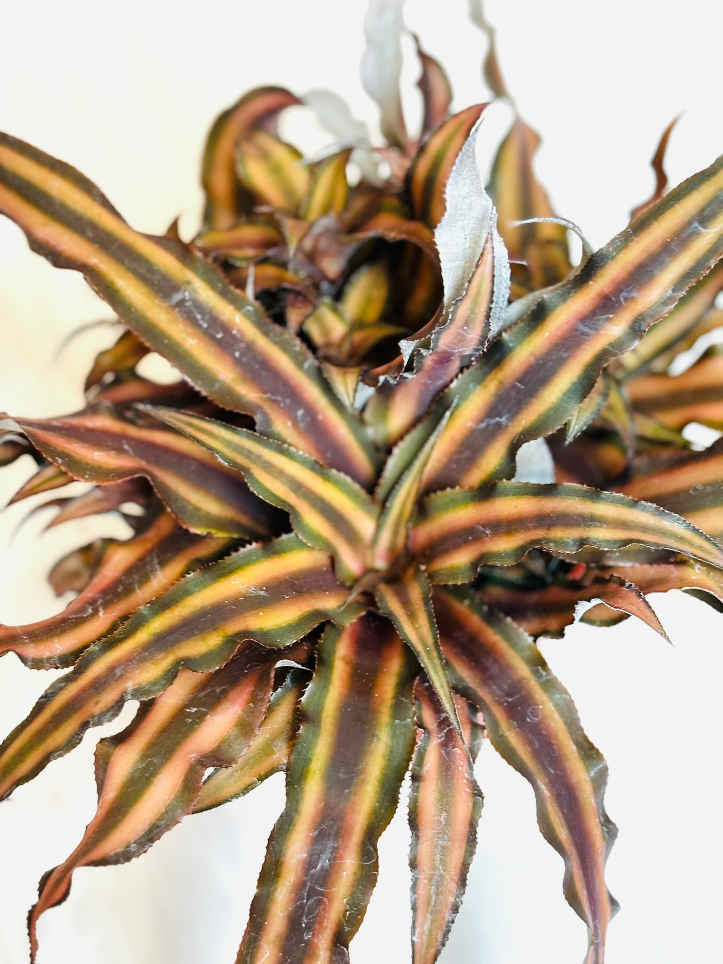 Cryptanthus 4"