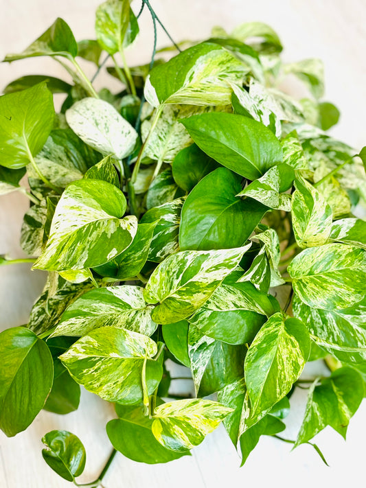 Pothos Marble Queen 8" Hanging Basket