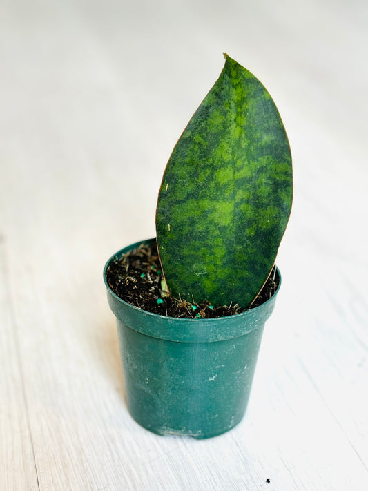 Snake Plant - Whale Fin 4"