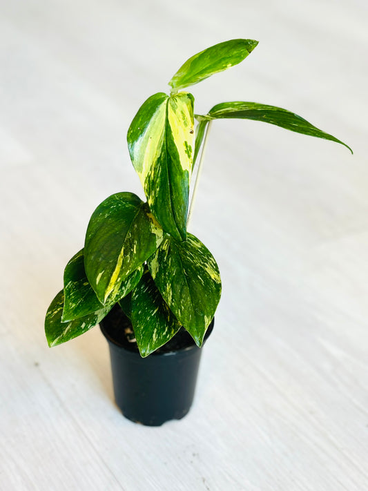 Monstera Standleyana Variegated 4"