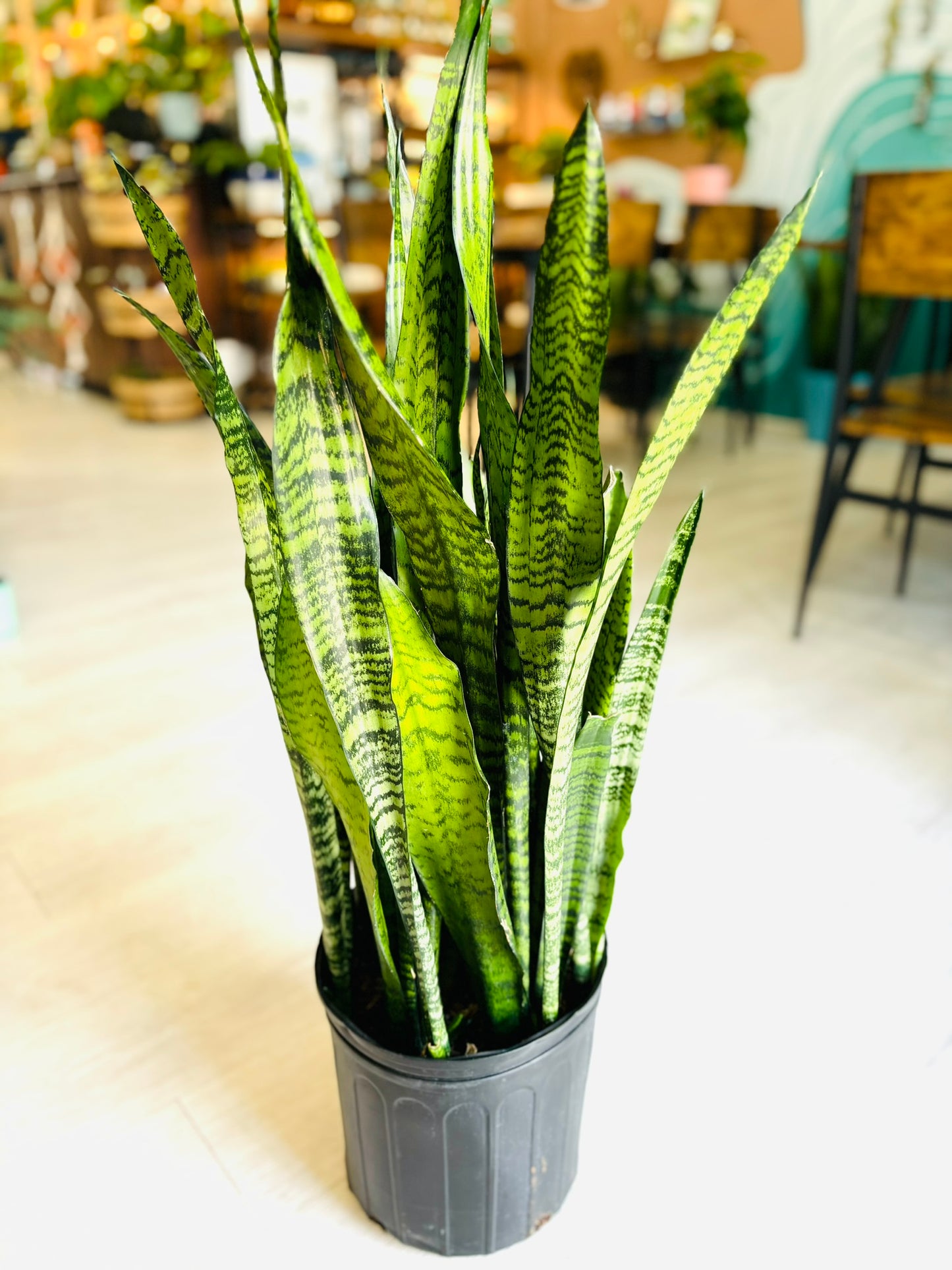 Snake Plant 10"