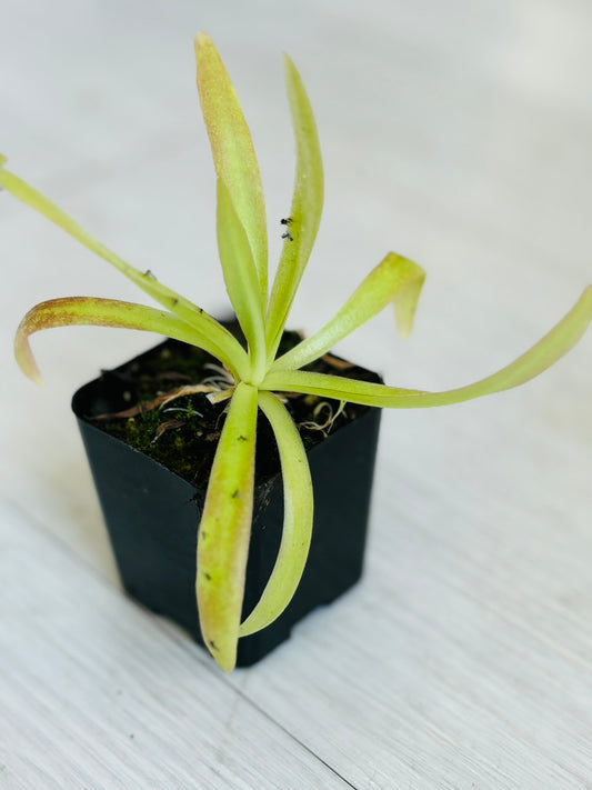 Butterwort (Pinguicula Aphrodite) 2”