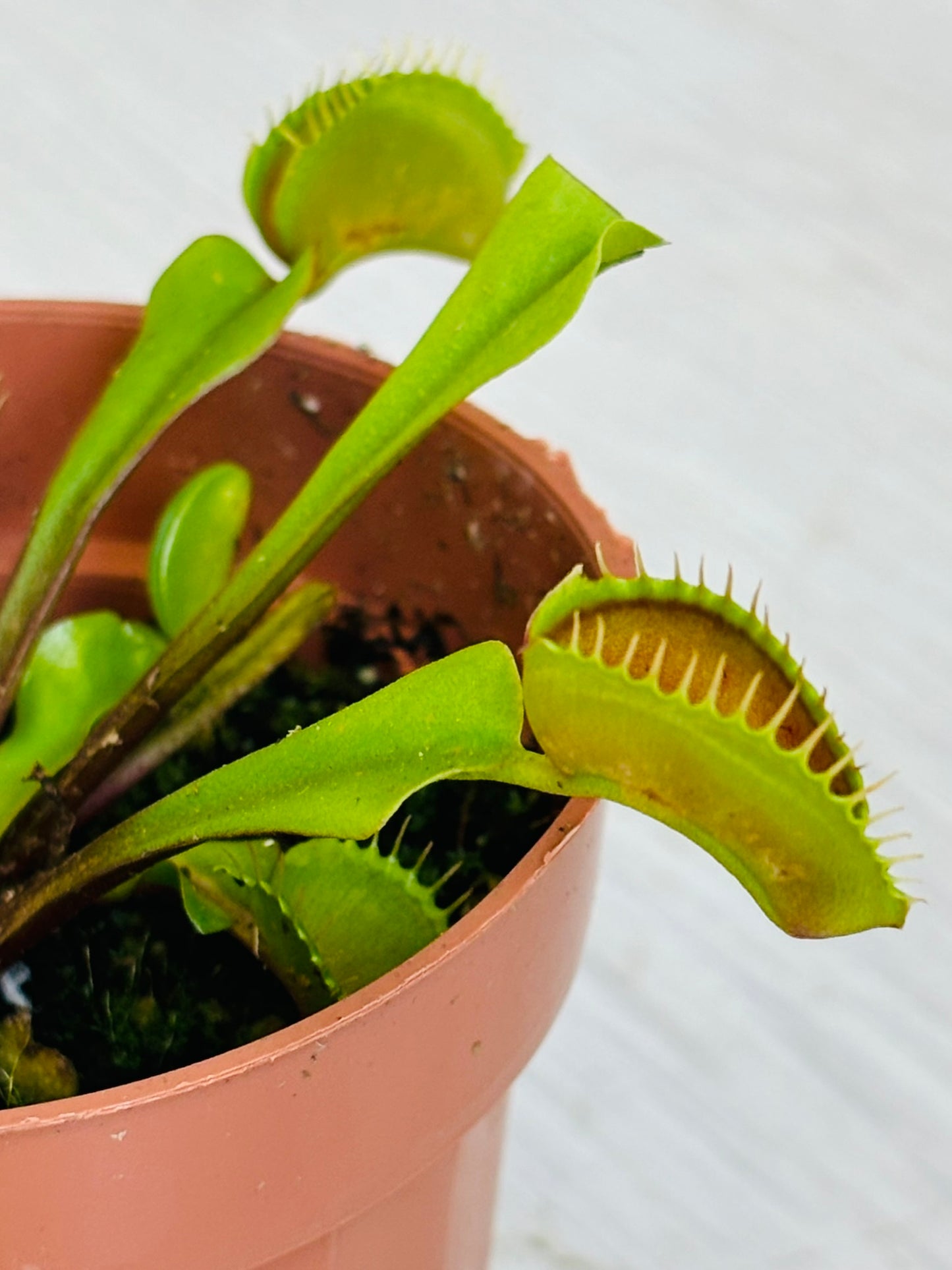 Venus Fly Trap 3"