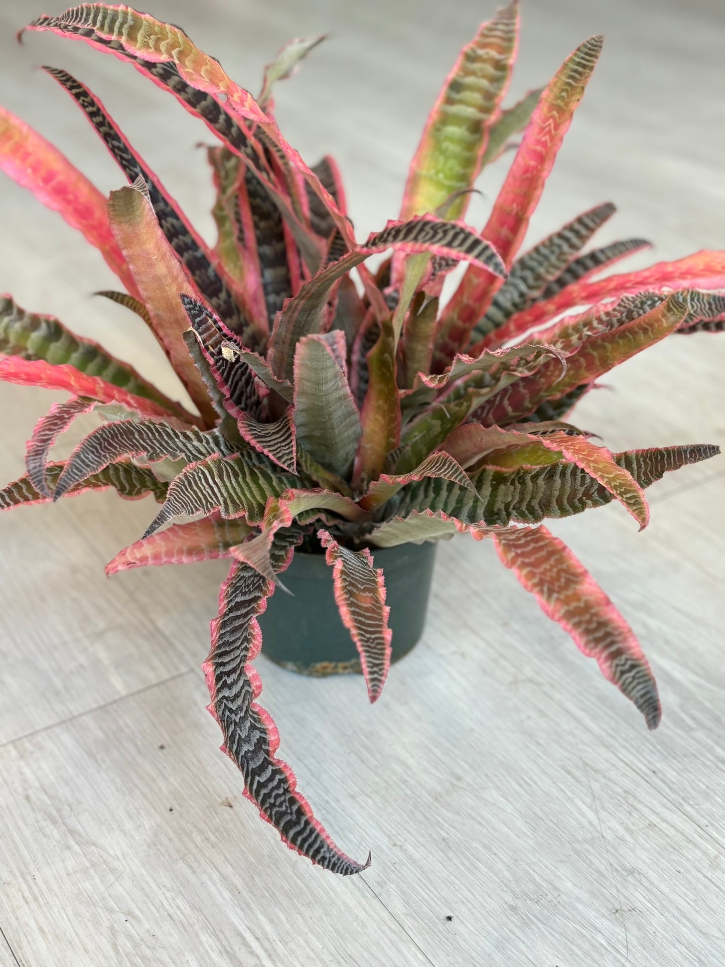 Cryptanthus 6"