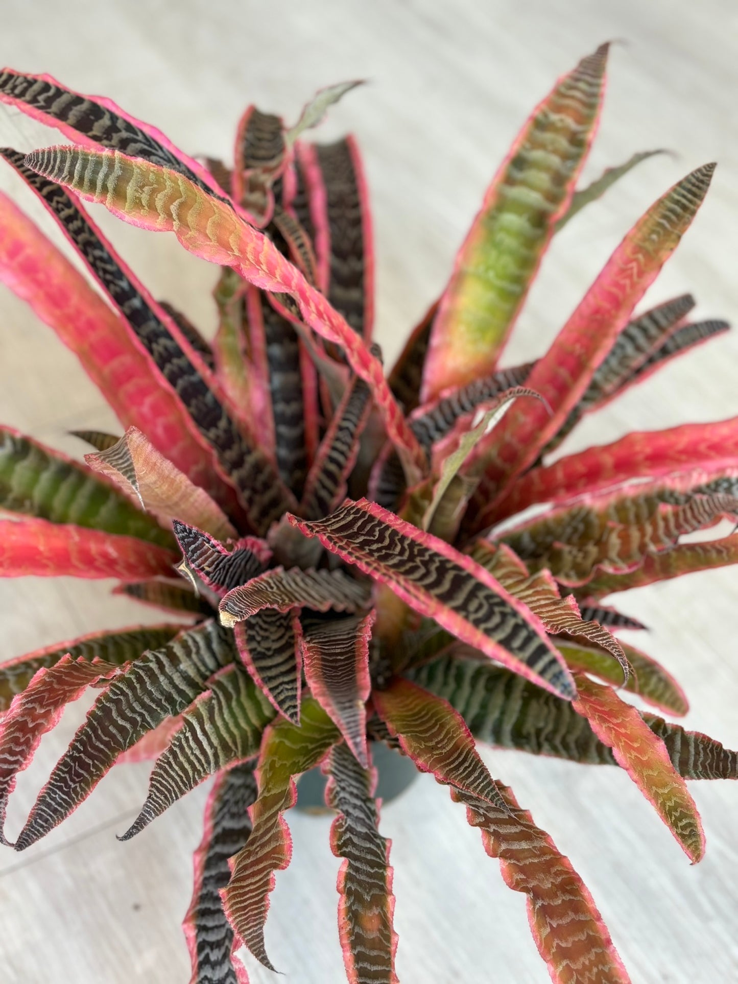 Cryptanthus 6"