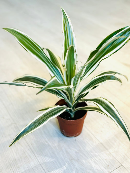 Dracaena White Stripe 4"