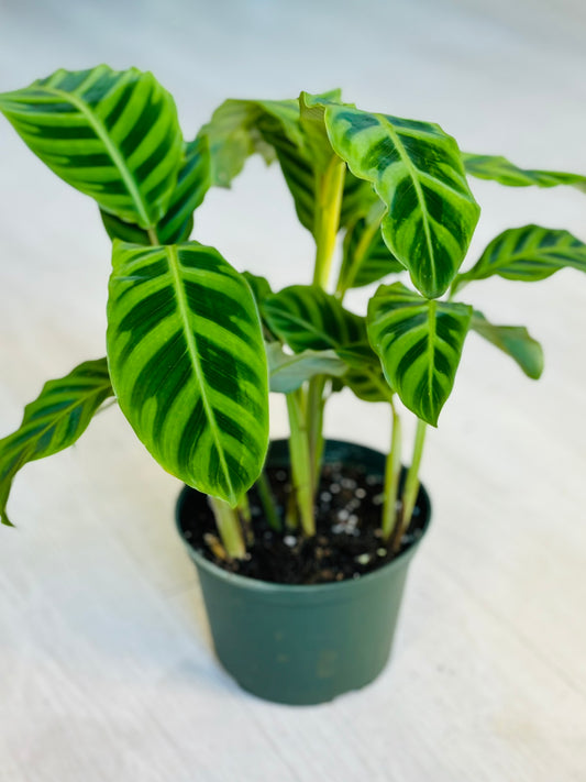 Calathea Zebrina 6"