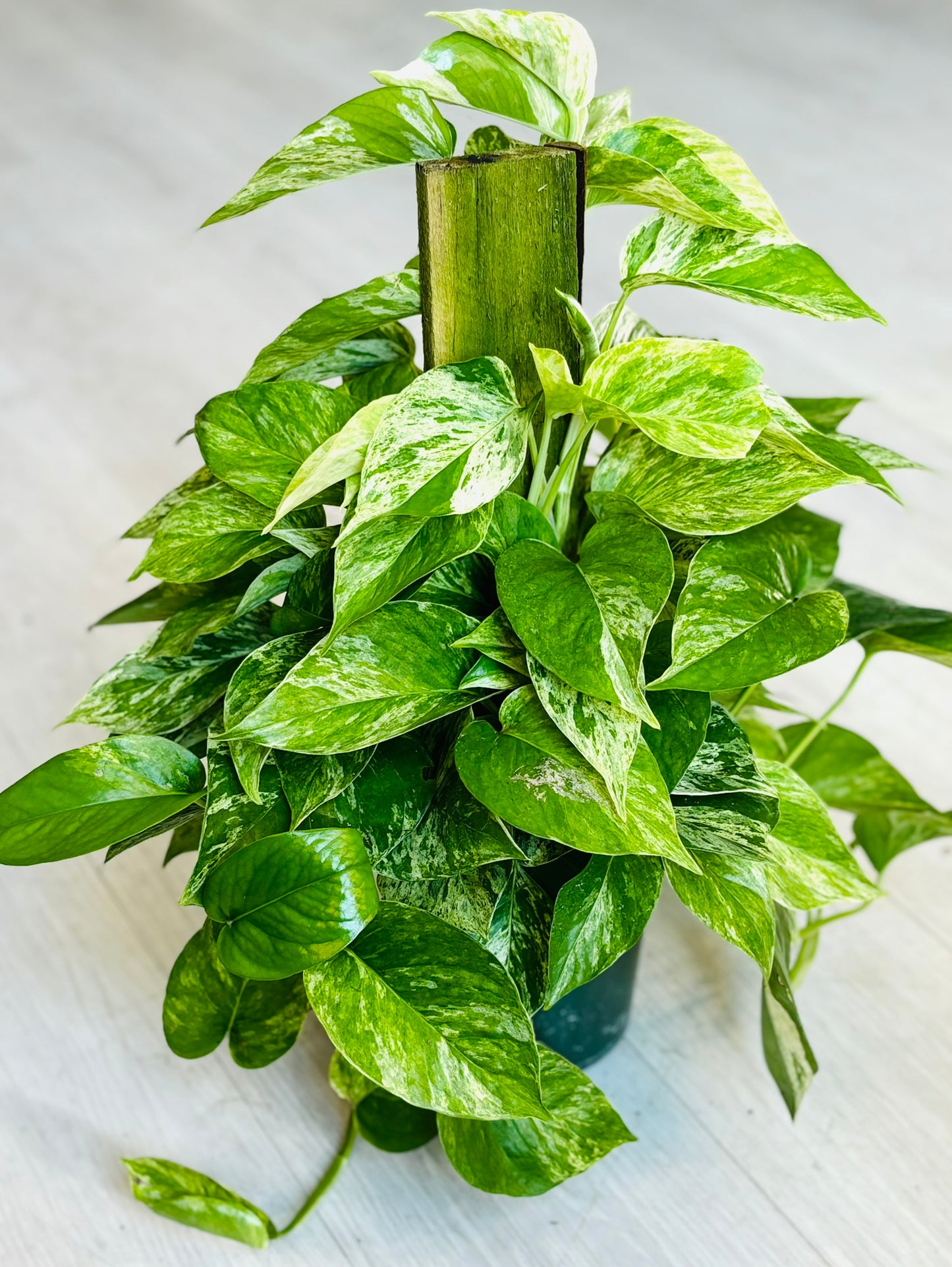 Pothos Climbing 6"