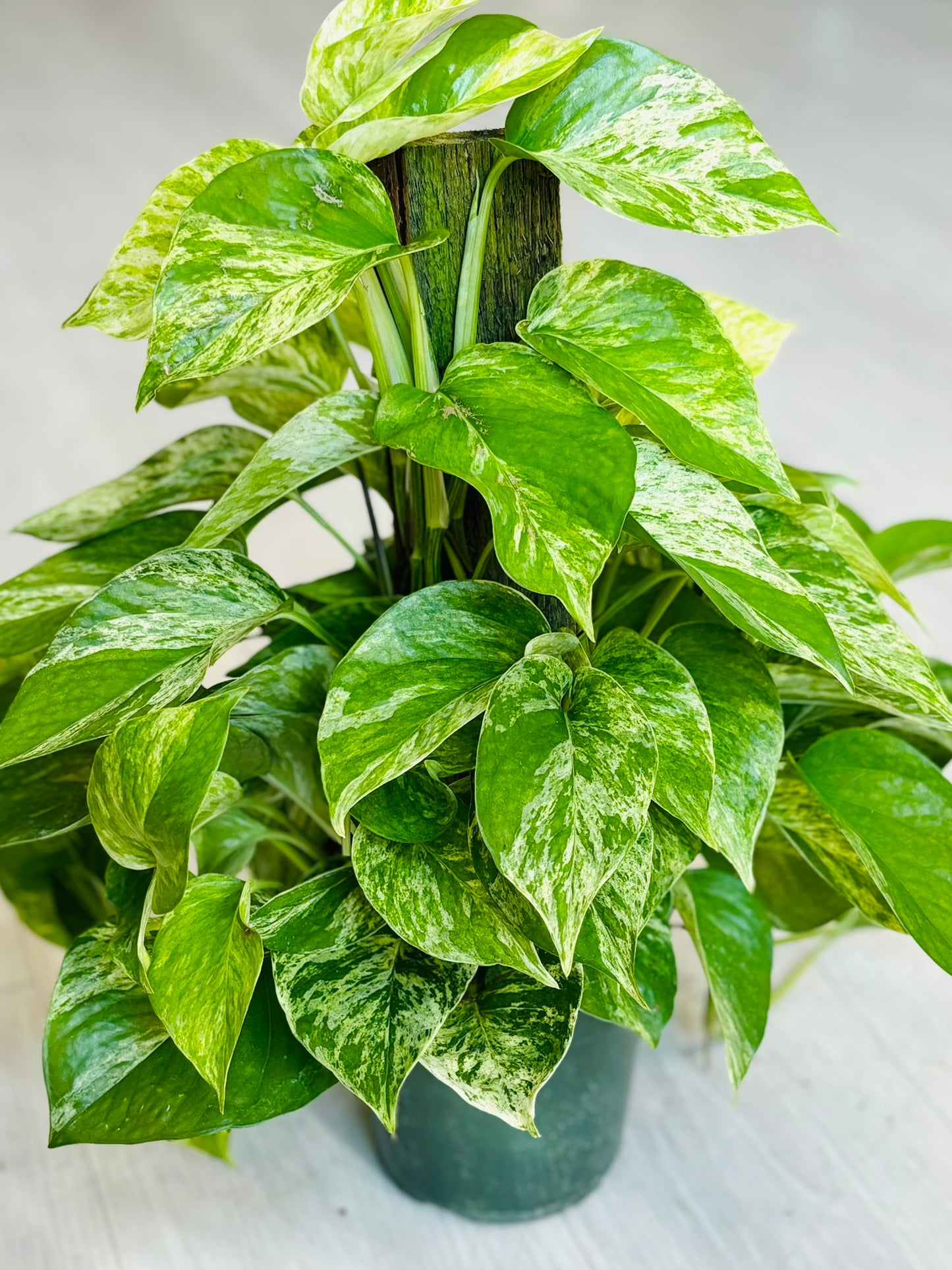 Pothos Climbing 6"