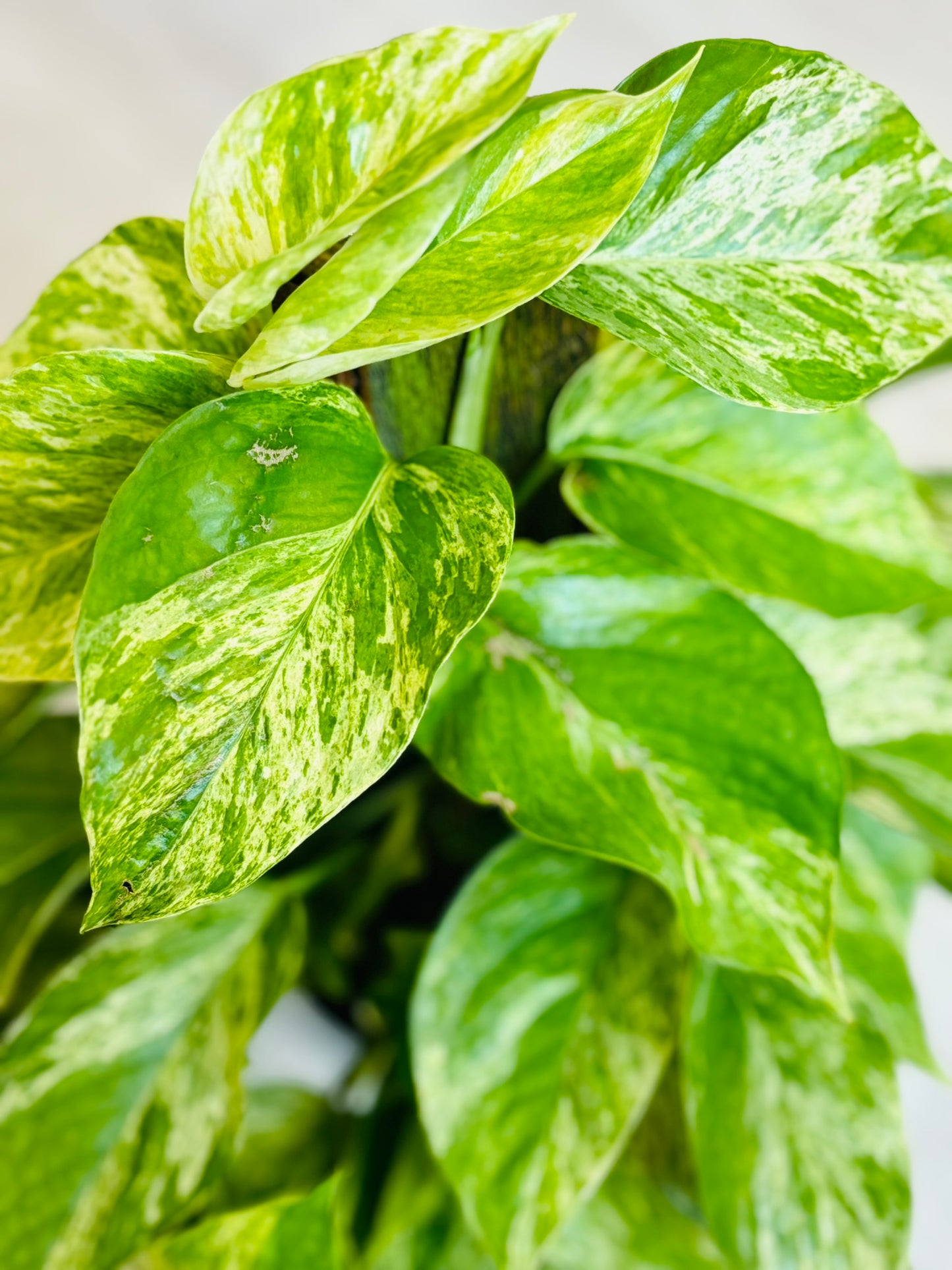 Pothos Climbing 6"