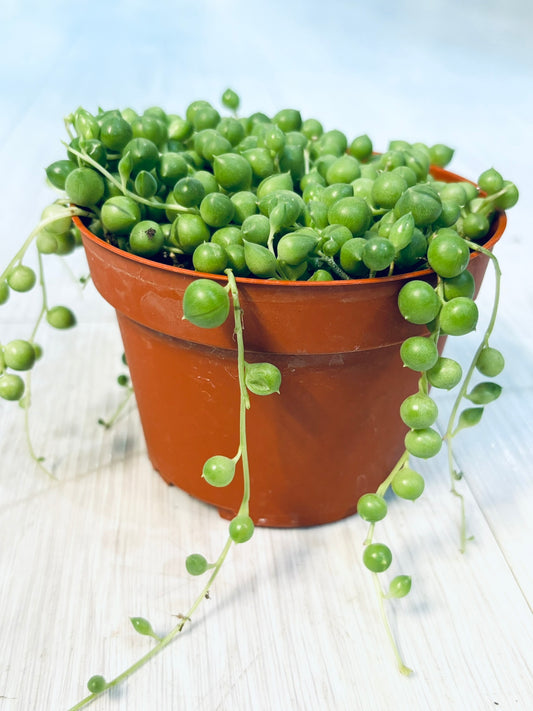 String of Pearls 4"