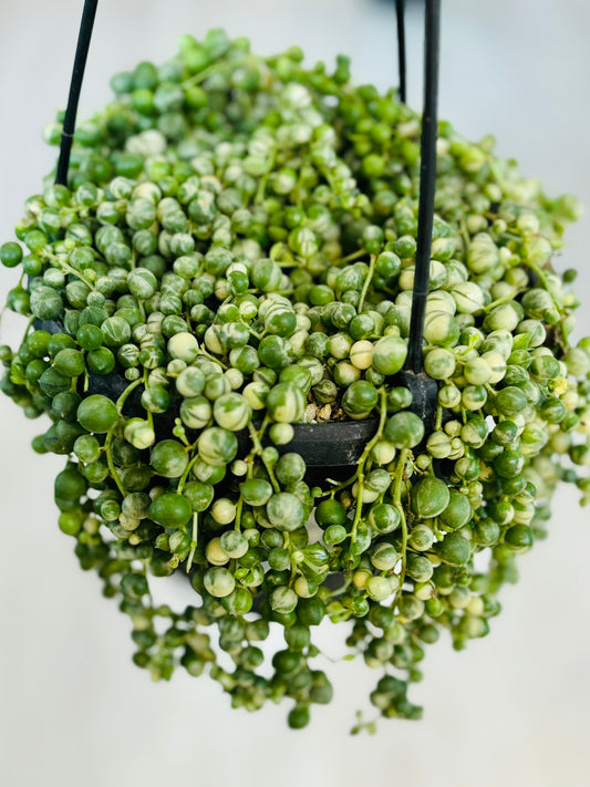 String of Pearls Variegated 6"