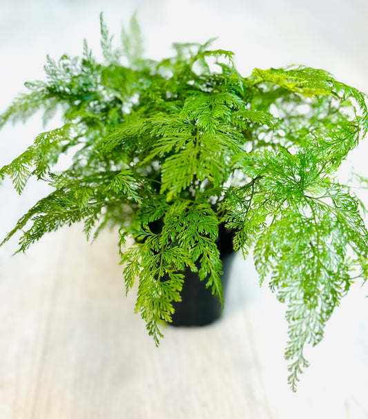 Rabbit Foot Fern 4”