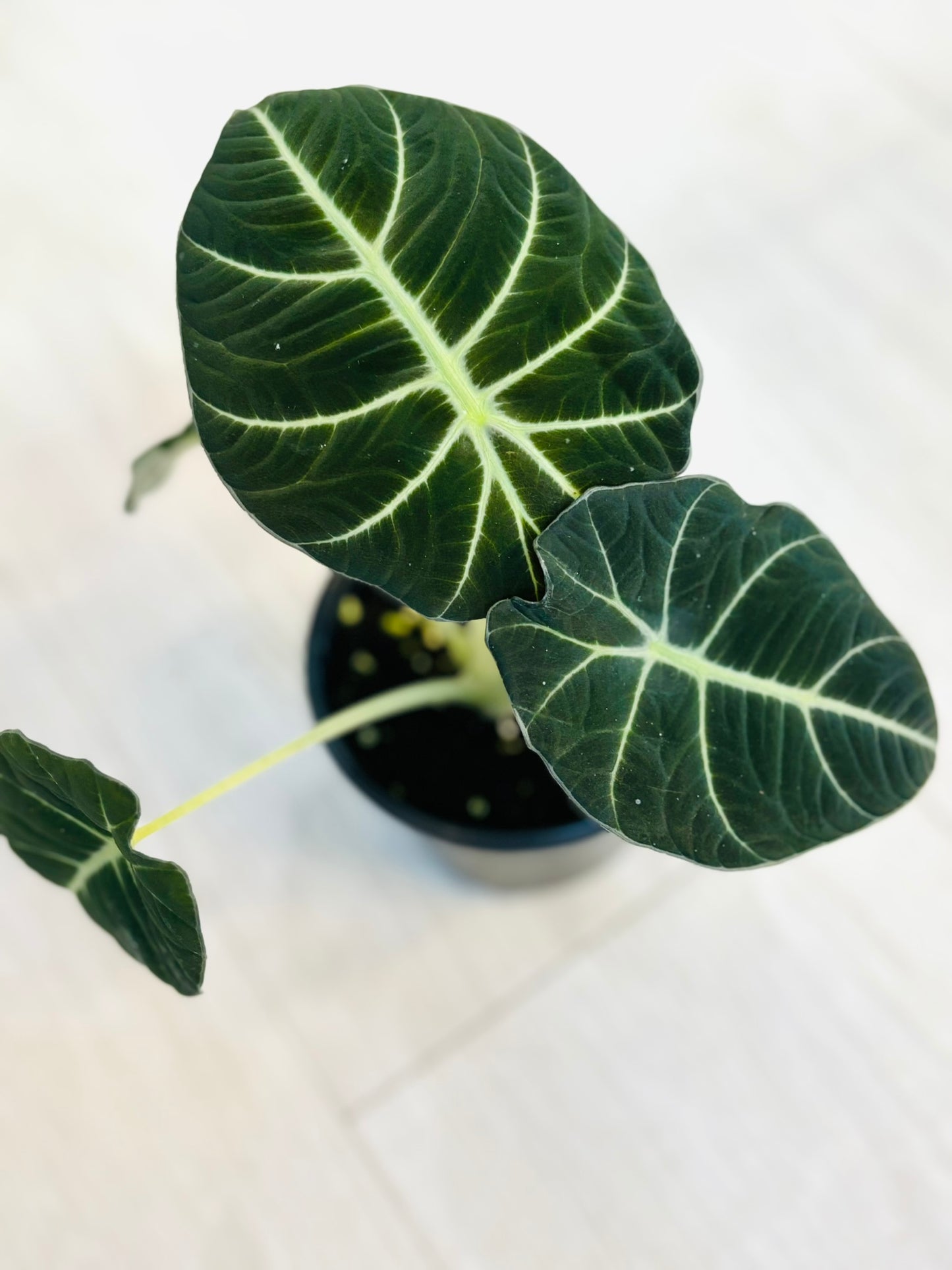 Alocasia Black Velvet 4"