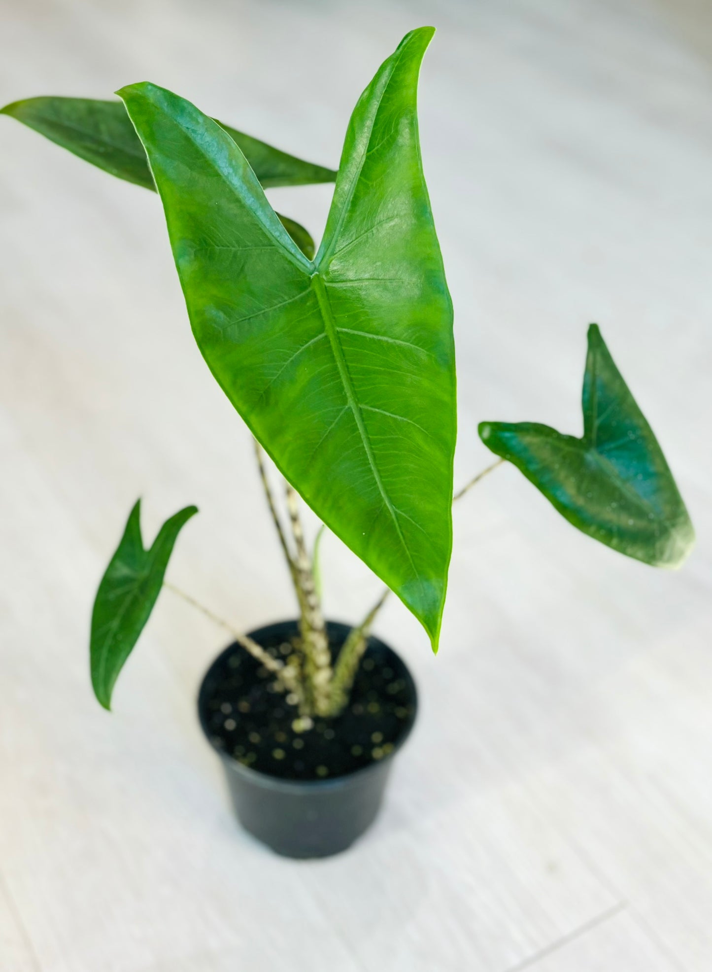 Alocasia Zebrina 6"