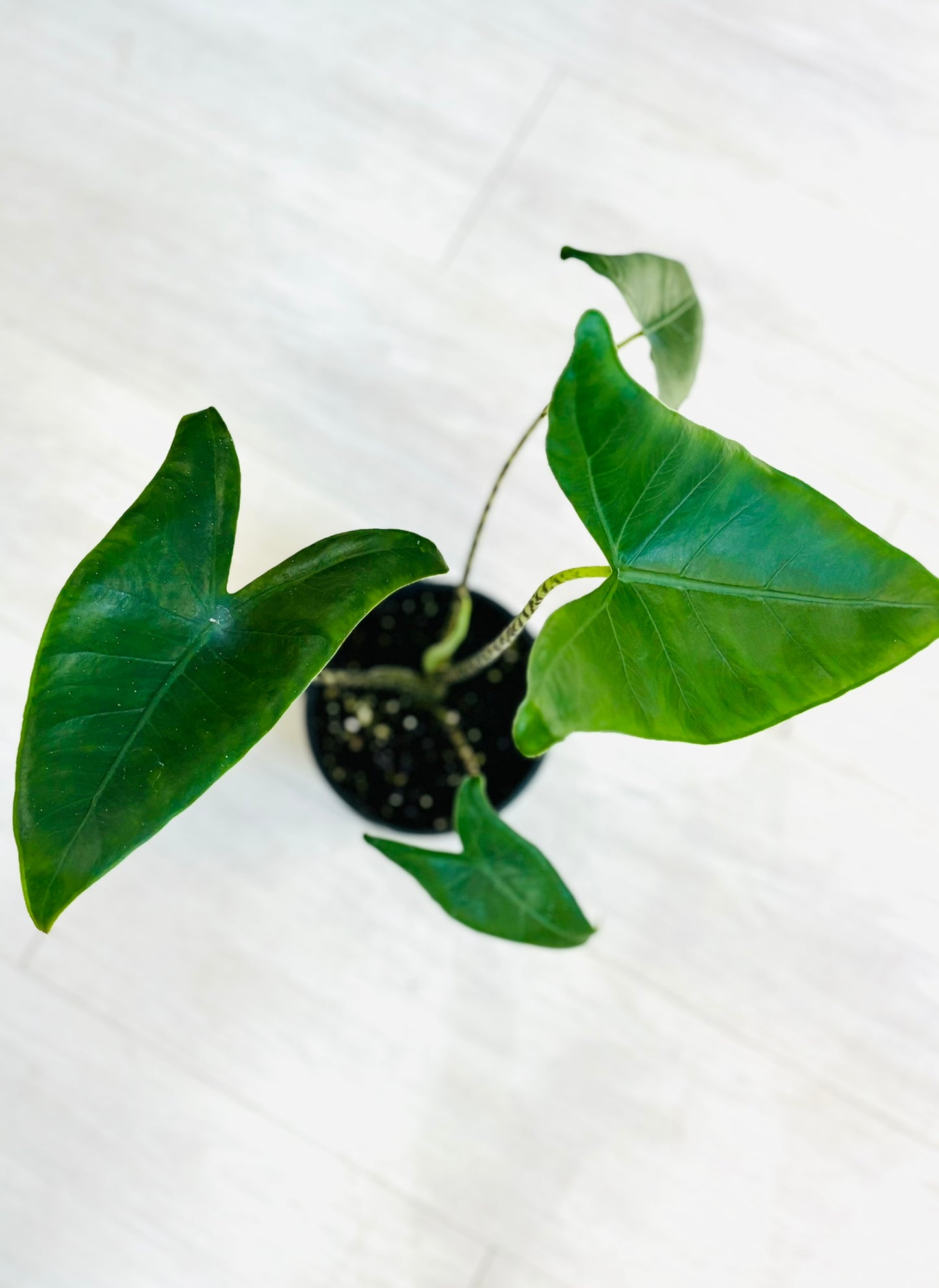 Alocasia Zebrina 6"