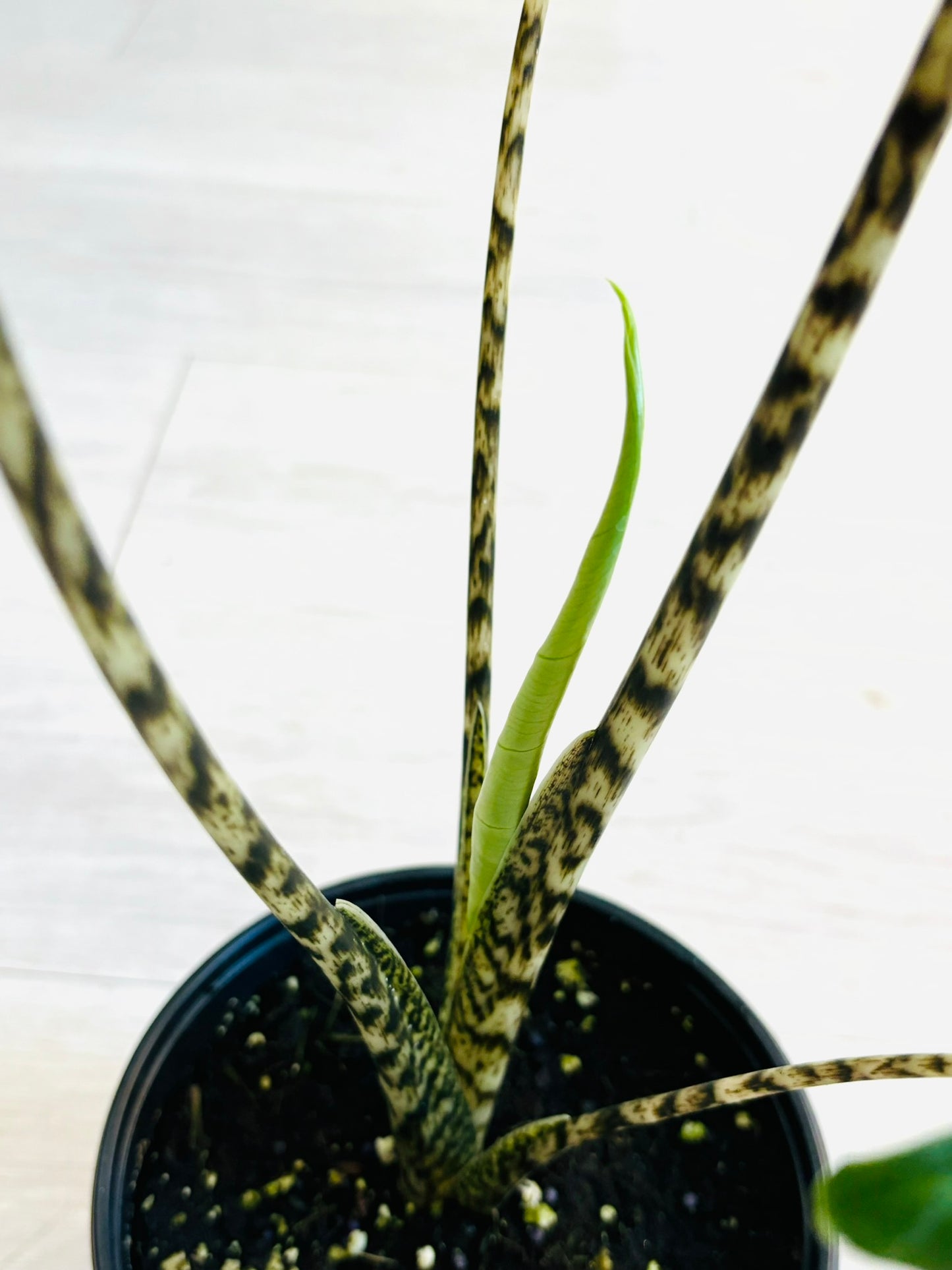 Alocasia Zebrina 6"