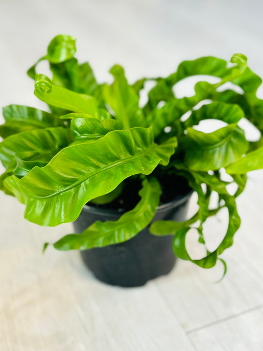 Birds Nest Fern Hurricane 6"