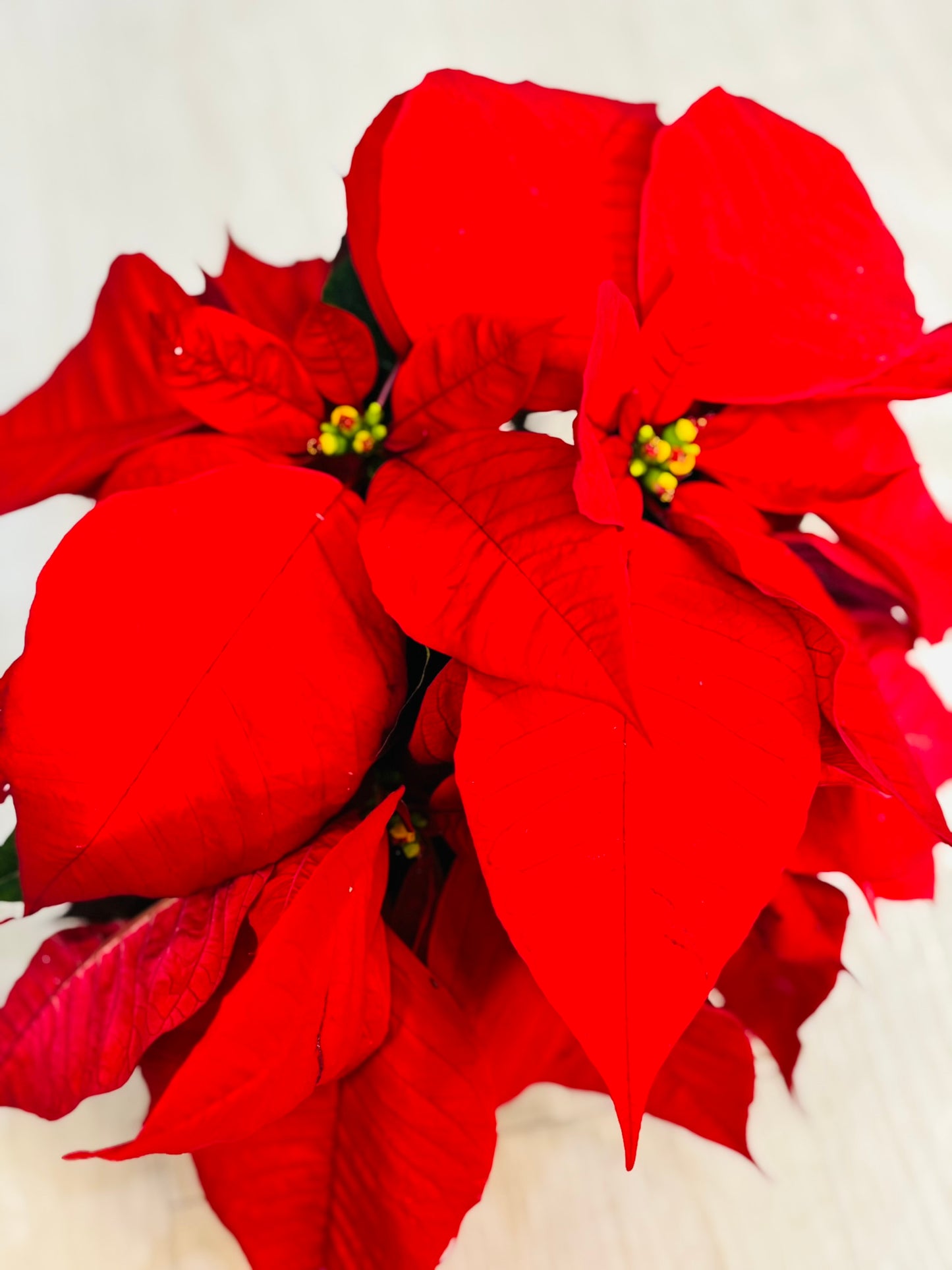 Poinsettia Red 6”