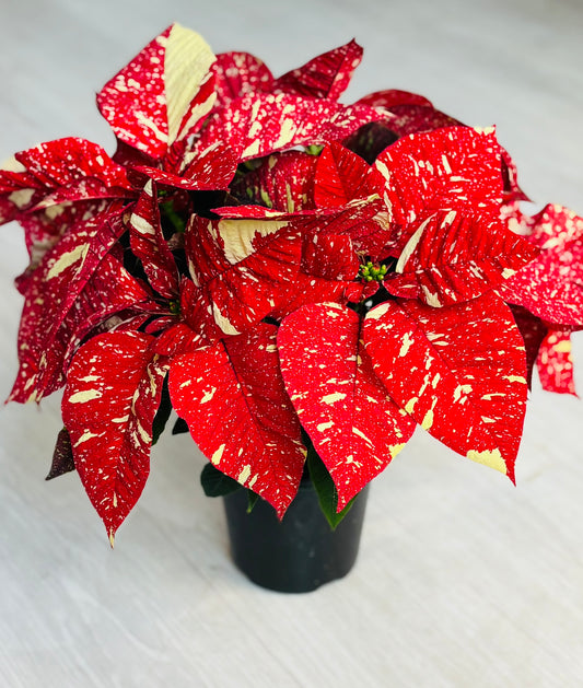 Poinsettia Glitter 6”