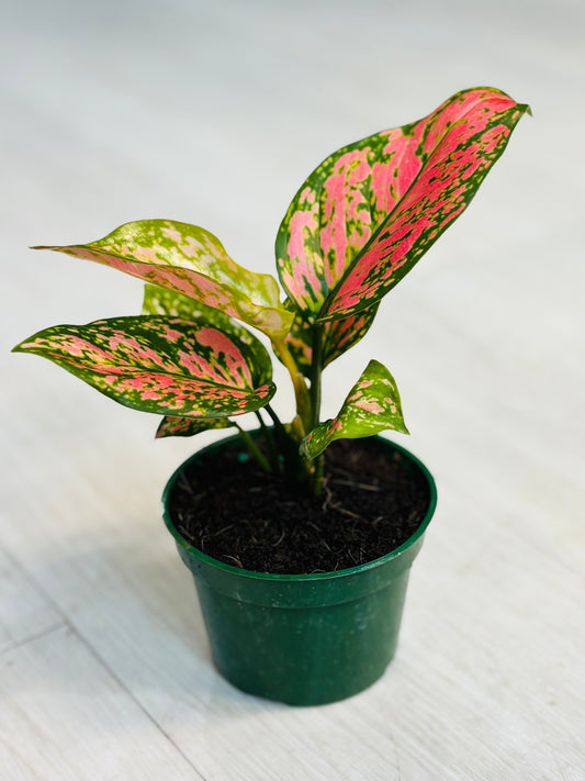 Aglaonema Red 4”