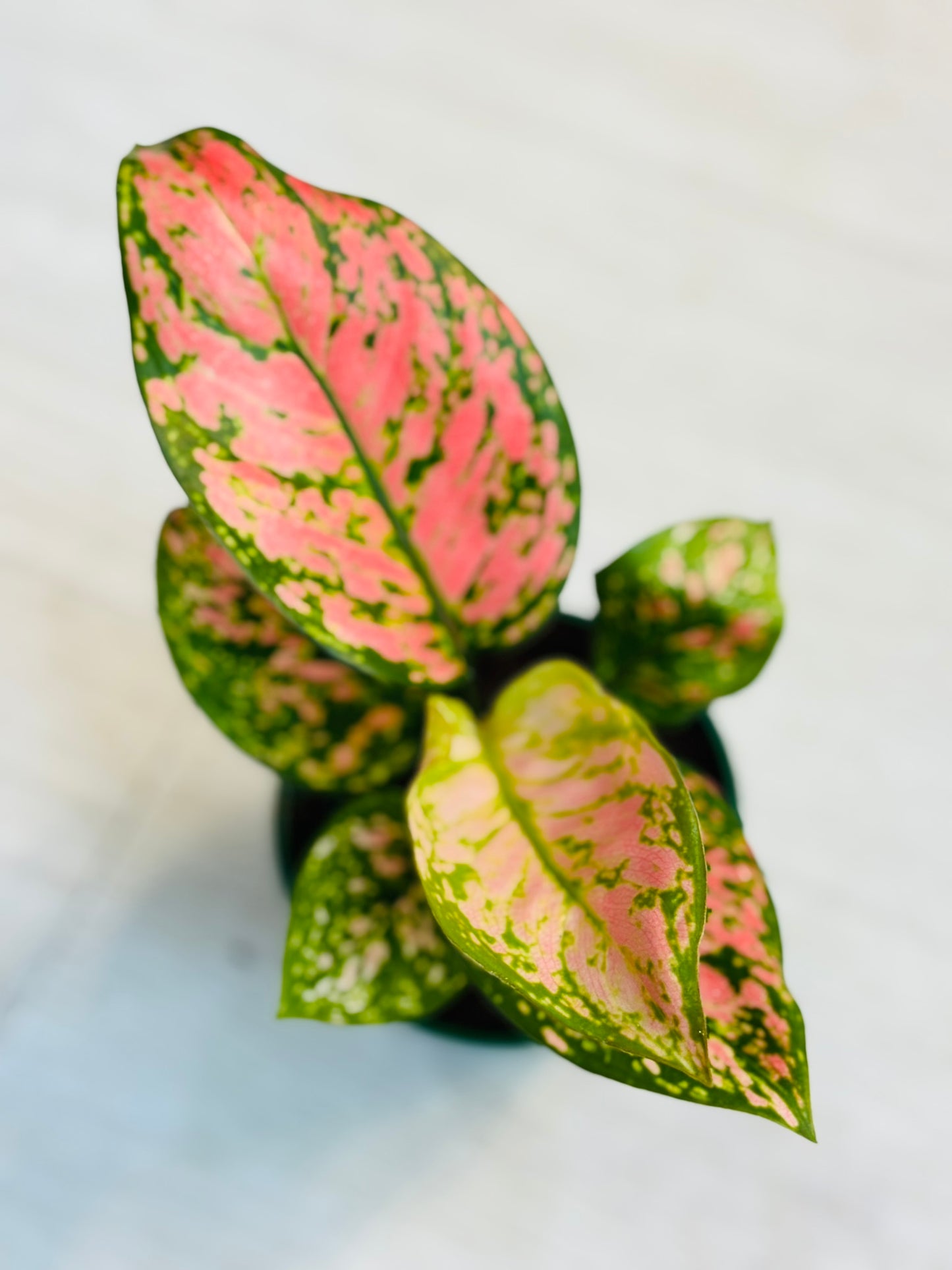 Aglaonema Red 4”