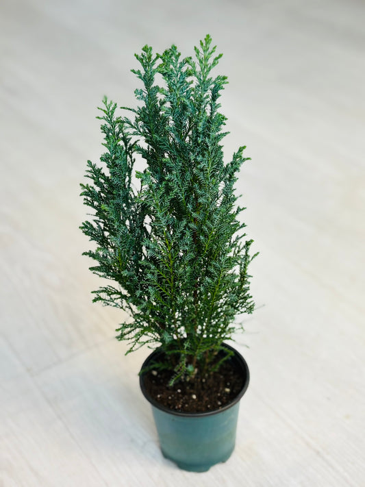 Dark Green Cypress Tree 4”