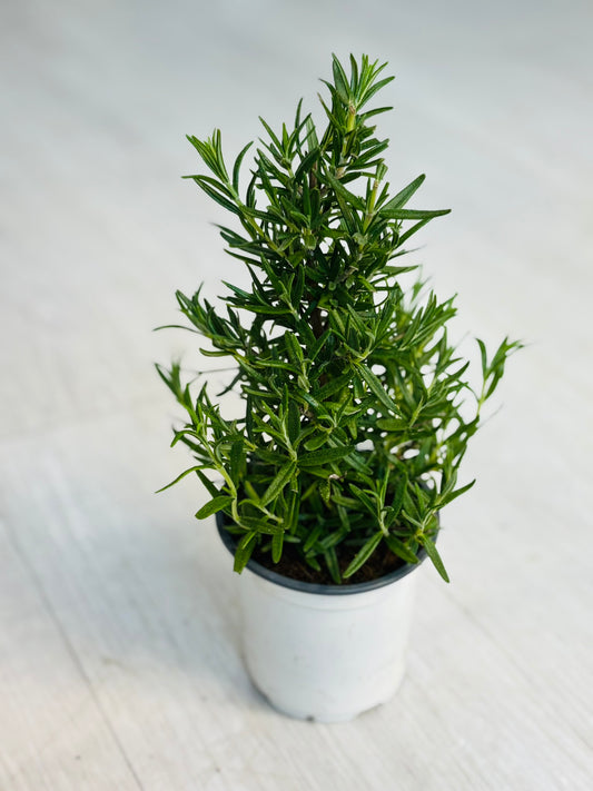 Rosemary Tree 4”