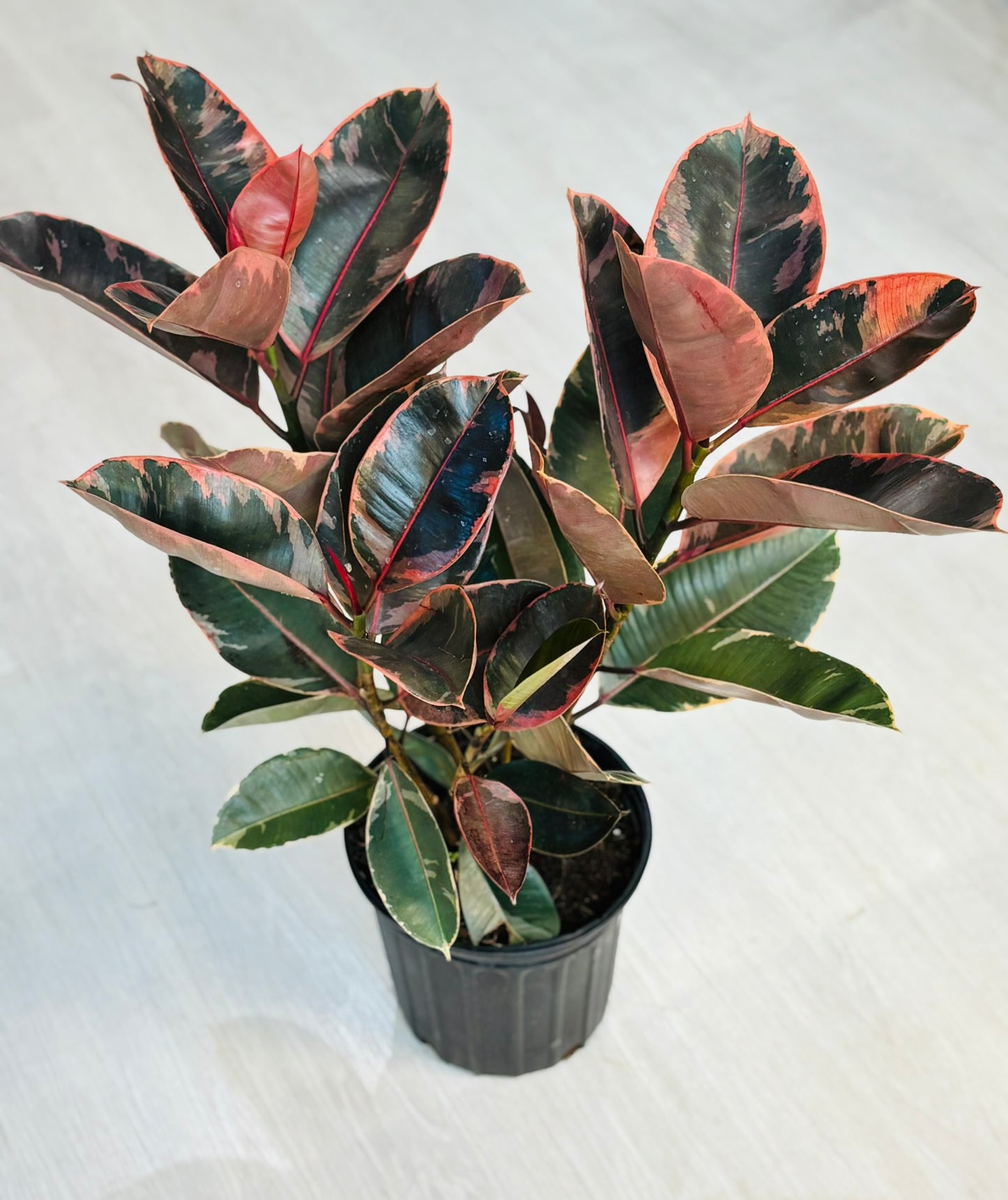 Ficus Ruby 8”