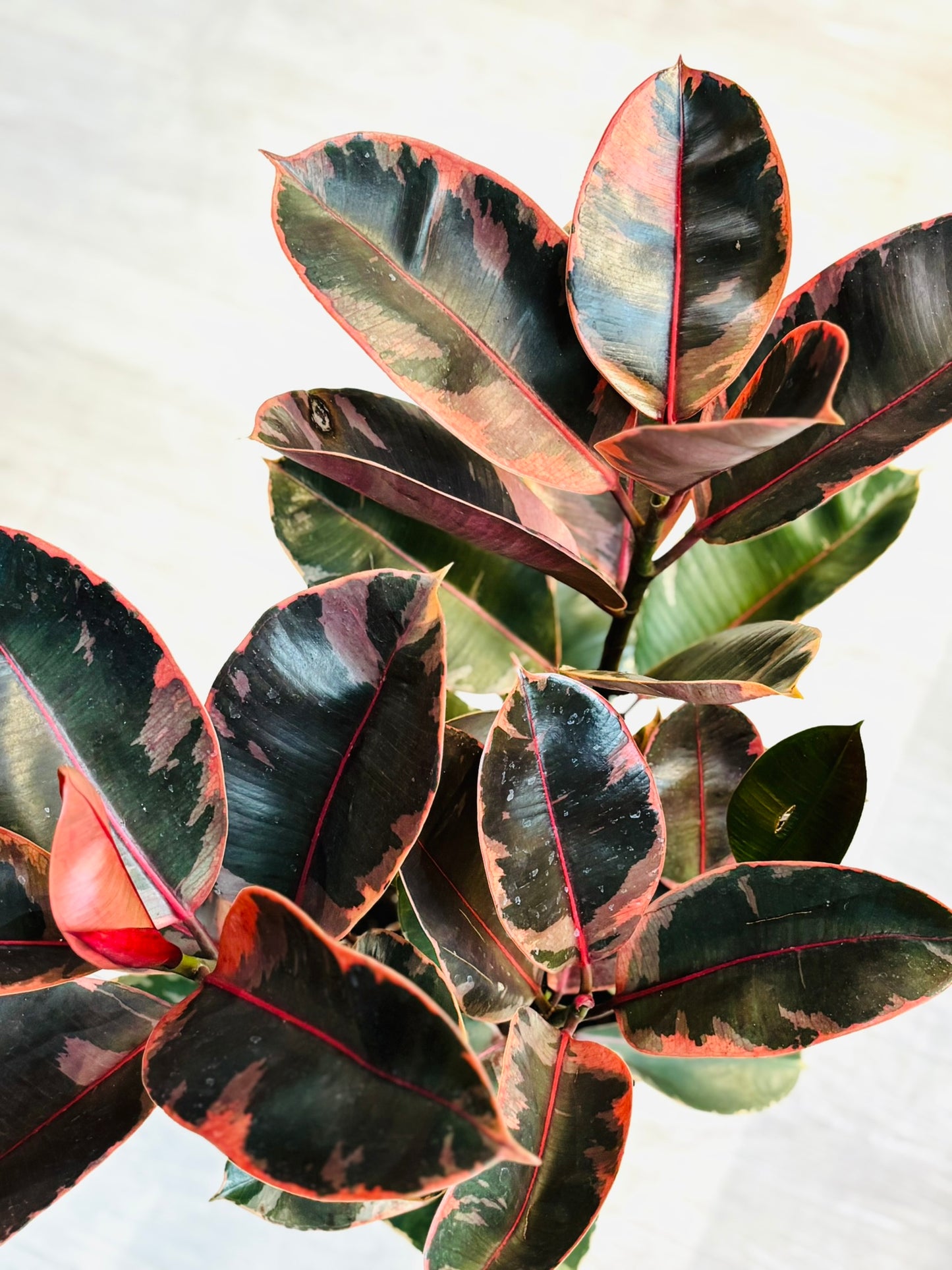 Ficus Ruby 8”