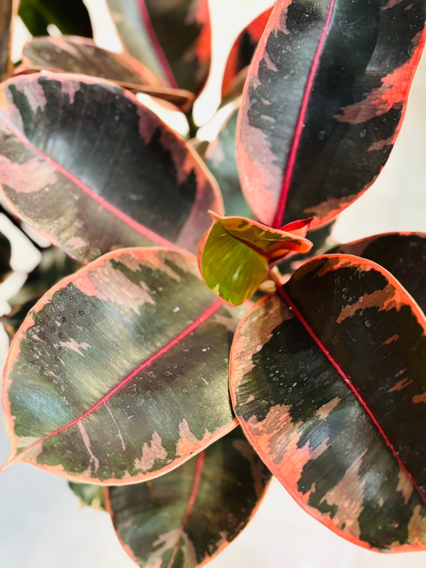 Ficus Ruby 8”