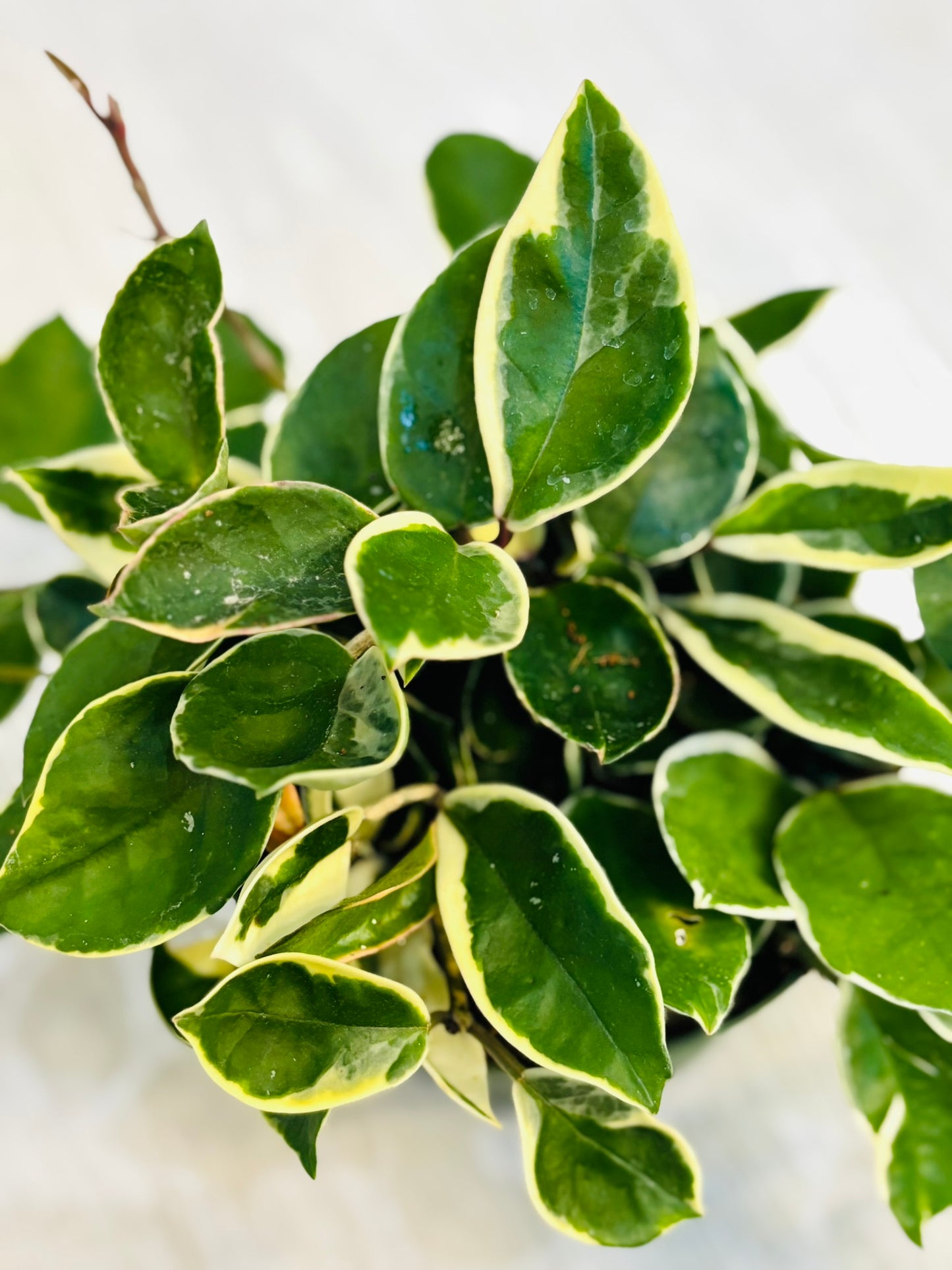 Hoya Carnosa Tricolor 6"