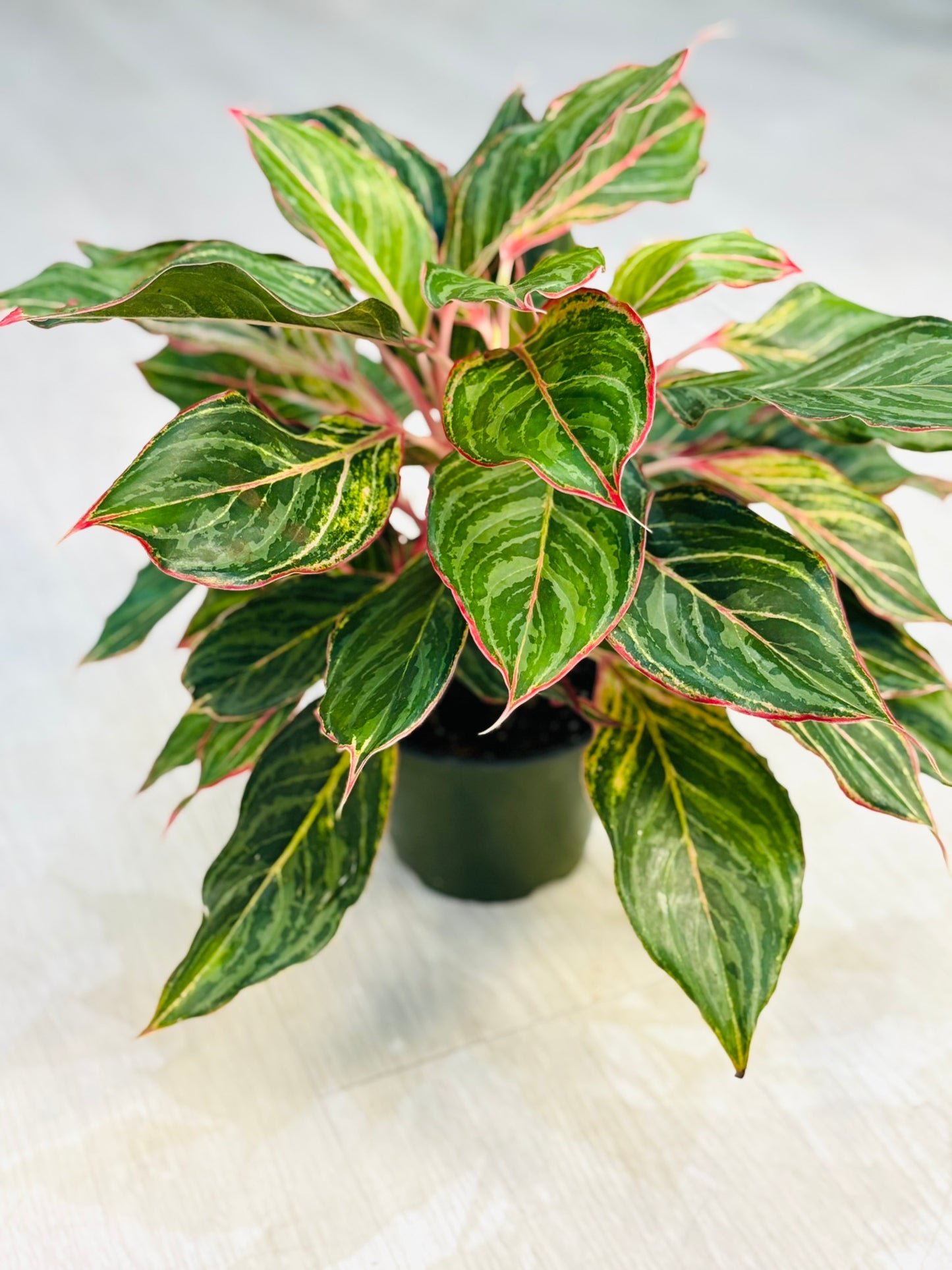 Aglaonema Moonstone 6"