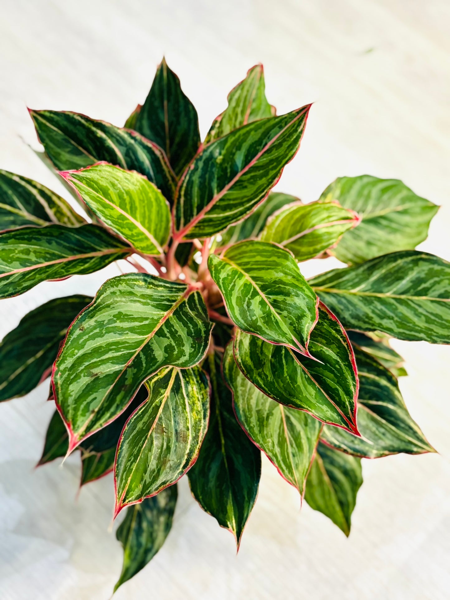 Aglaonema Moonstone 6"