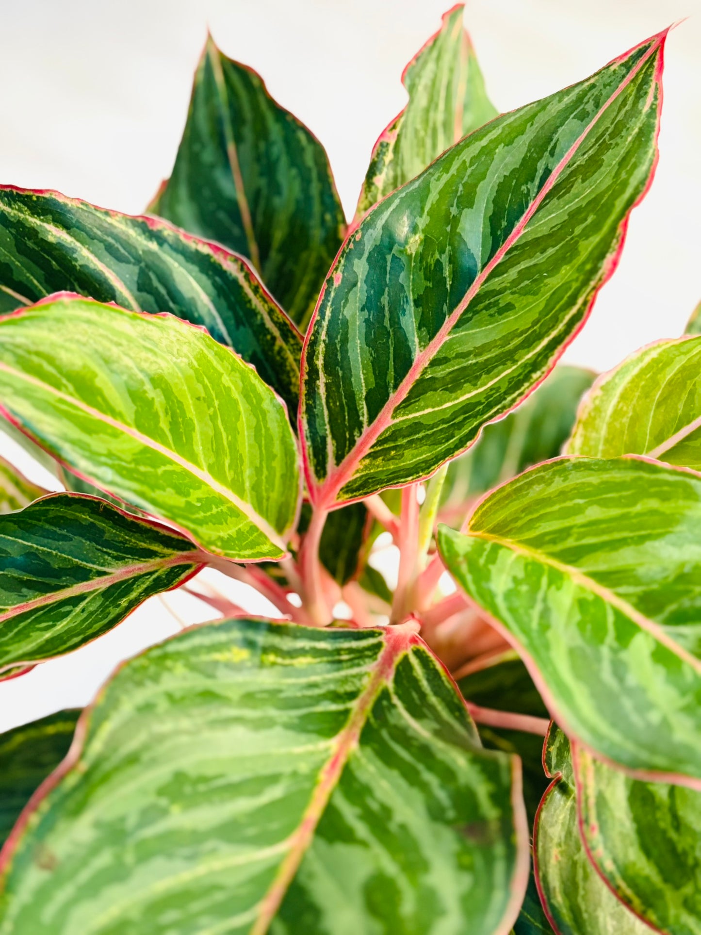 Aglaonema Moonstone 6"