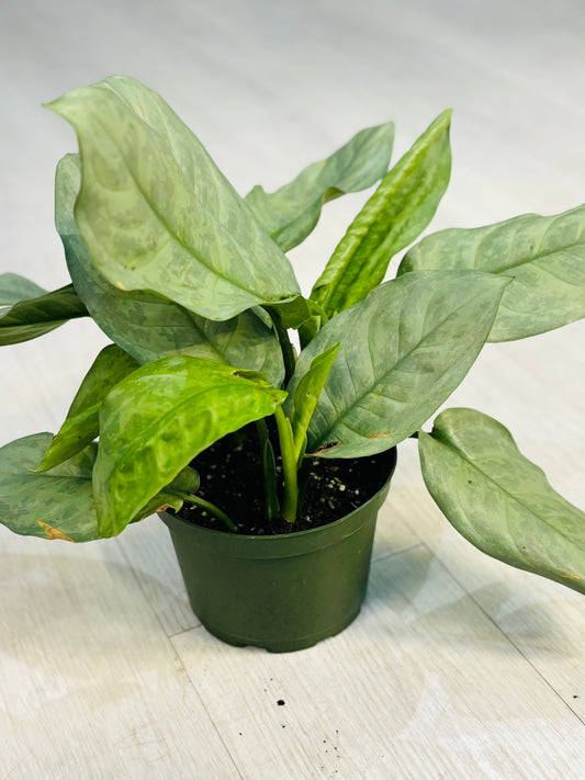 Aglaonema Silverado 6"