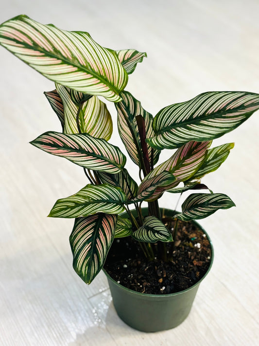 Calathea Pinstripe 6”