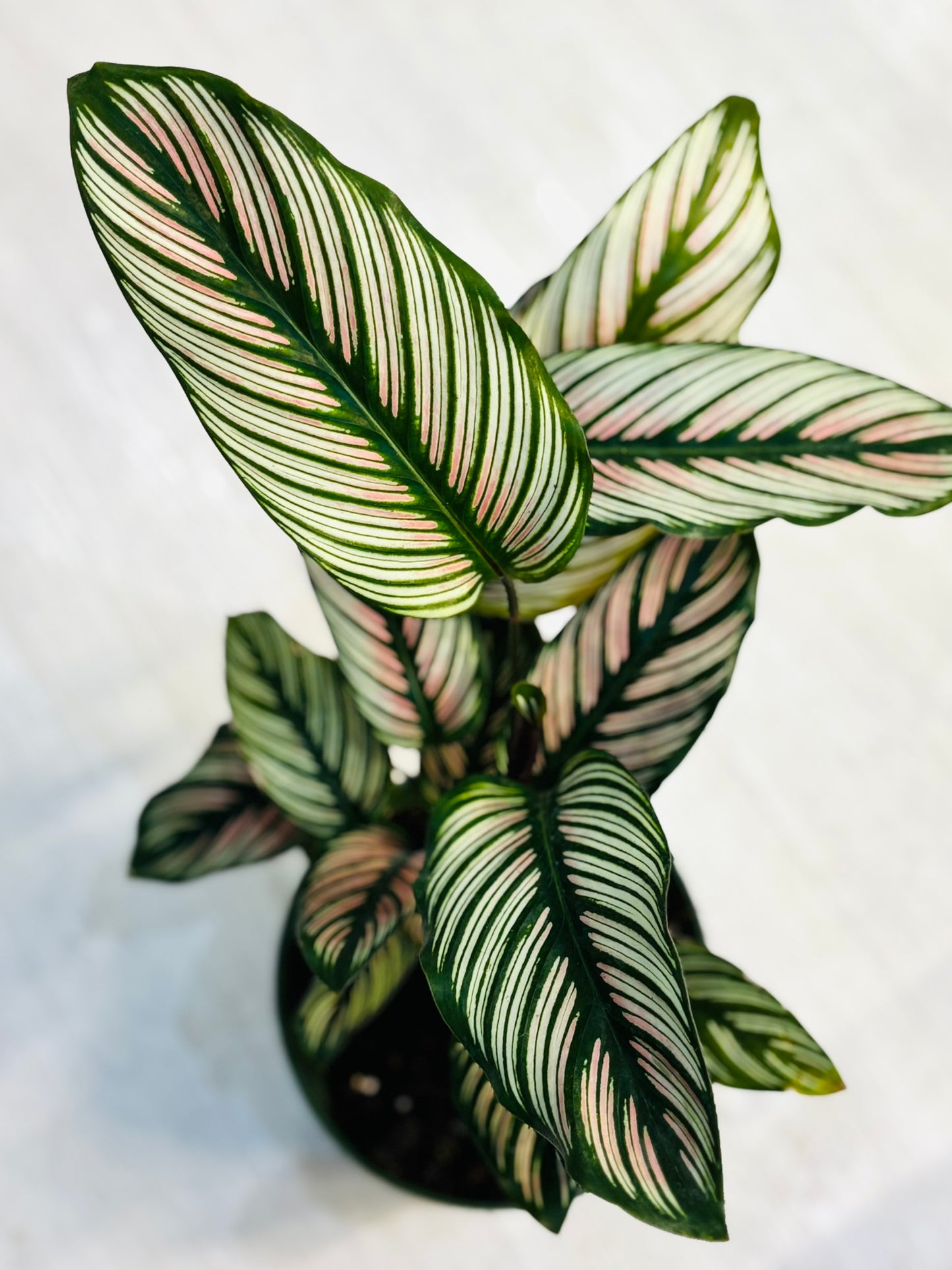 Calathea Pinstripe 6”