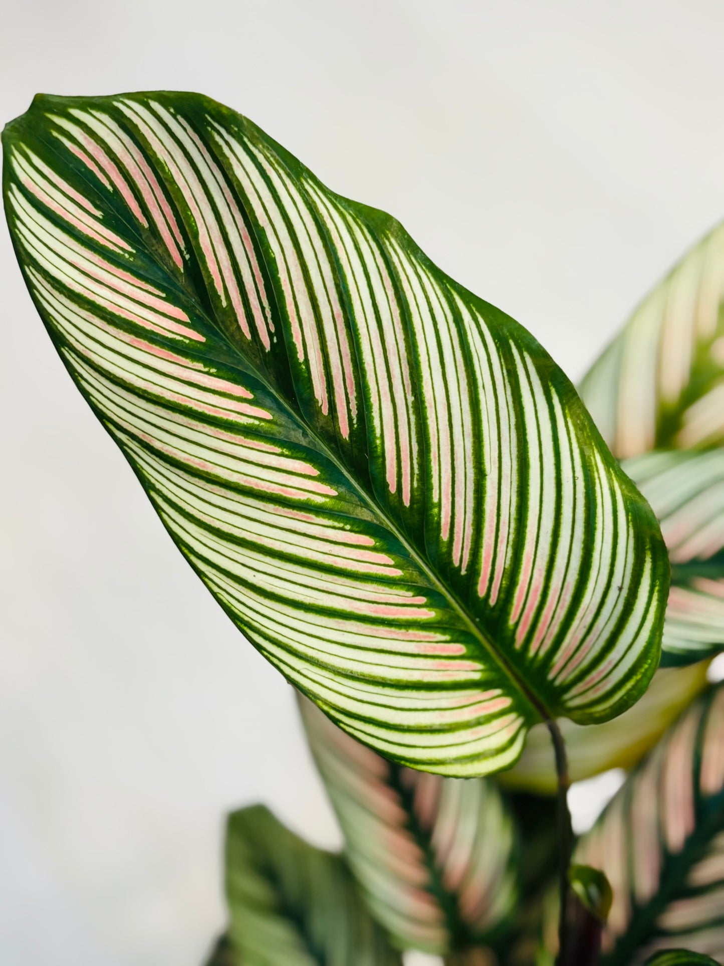 Calathea Pinstripe 6”