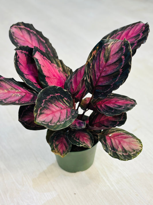 Calathea Rosy 6"