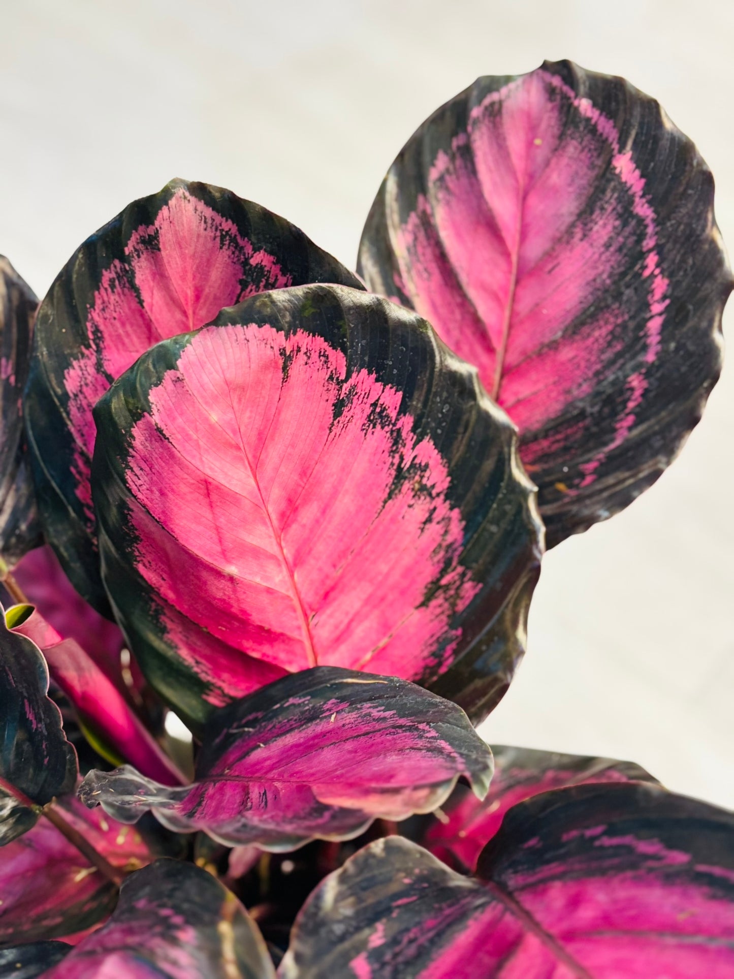 Calathea Rosy 6"