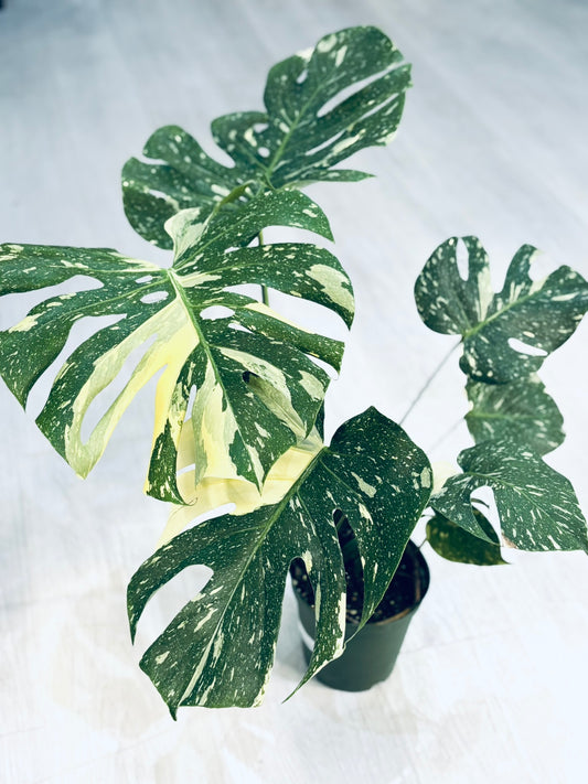 Monstera Thai Constellation 6”