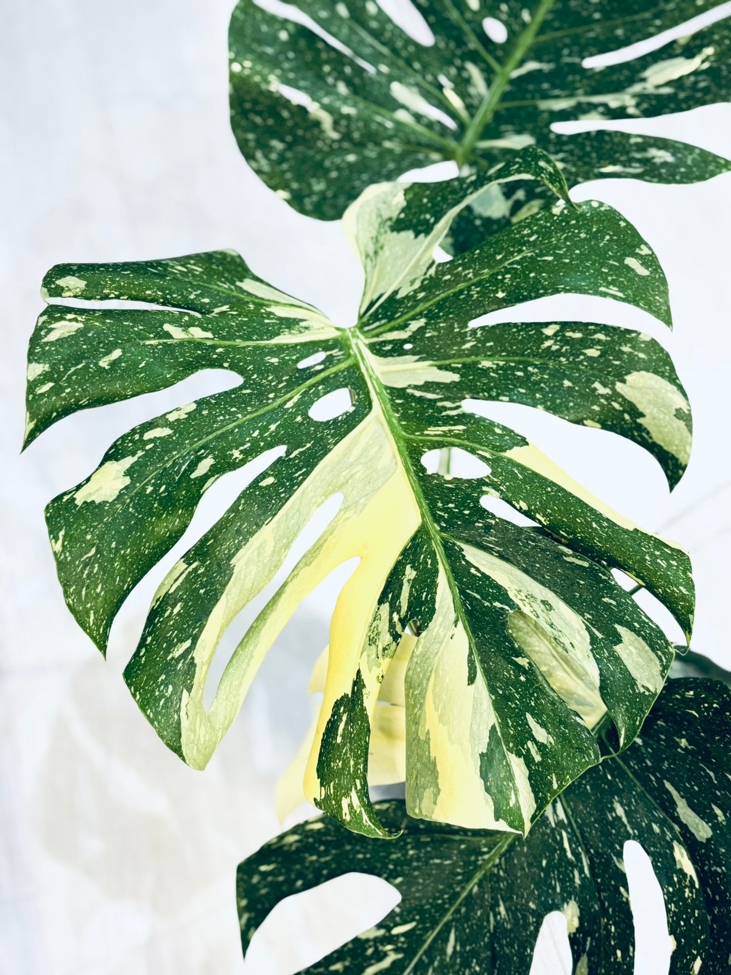 Monstera Thai Constellation 6”