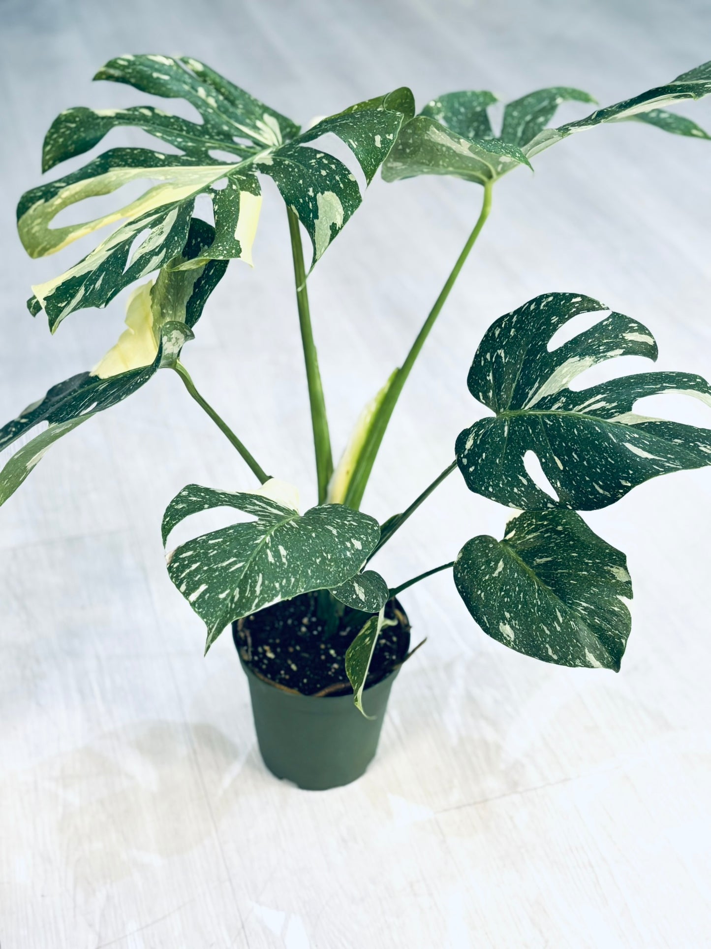 Monstera Thai Constellation 6”