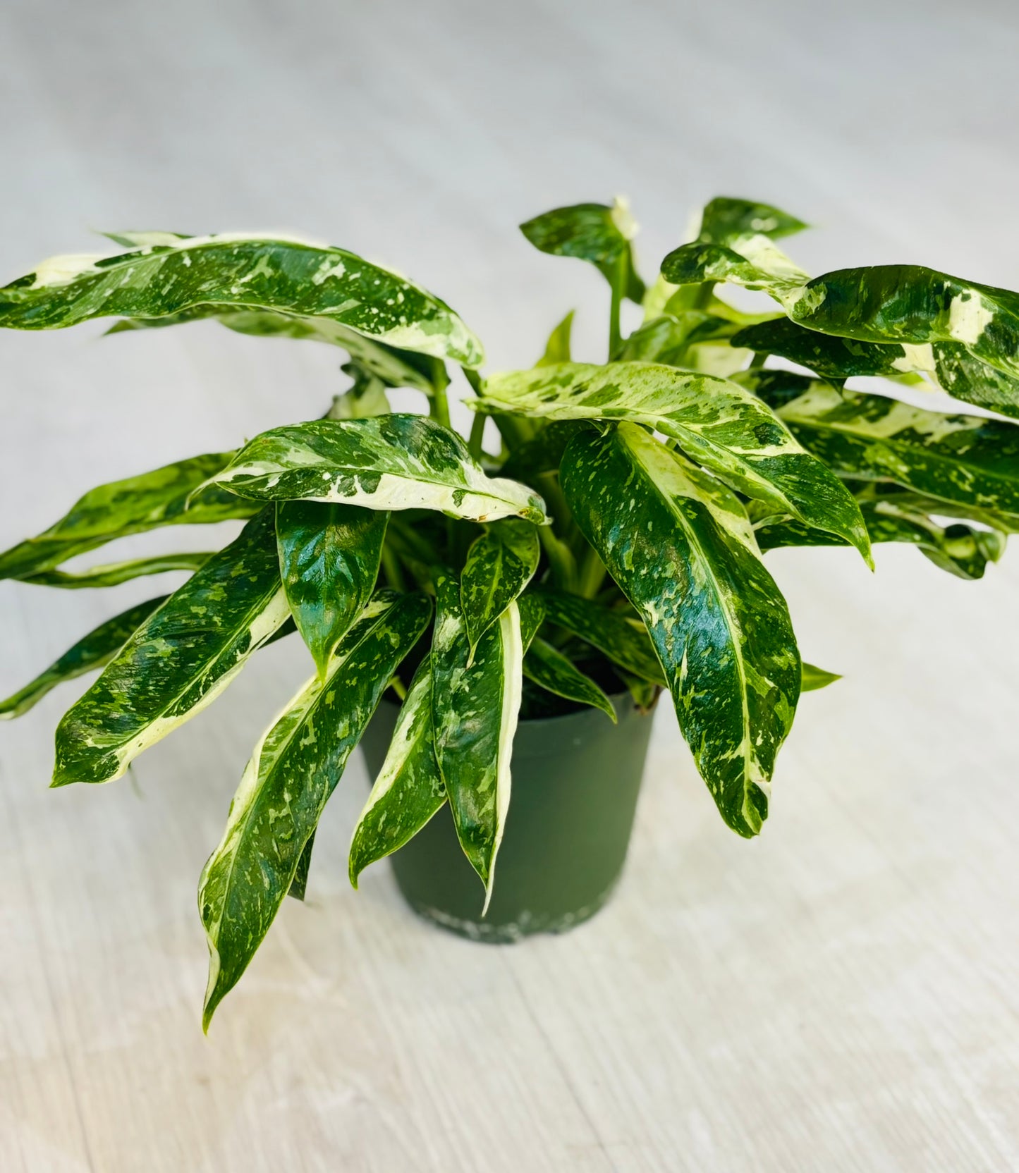 Philodendron Jose Buono 6”