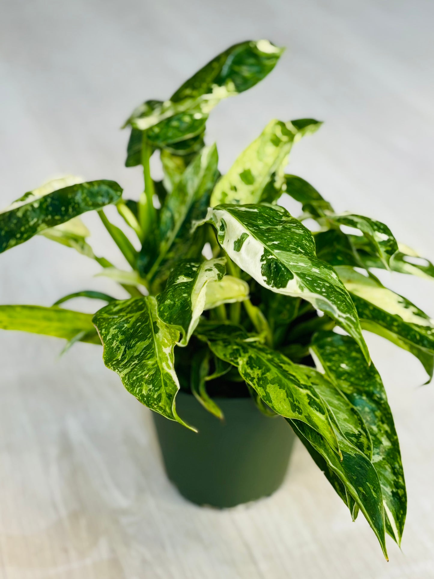 Philodendron Jose Buono 6”