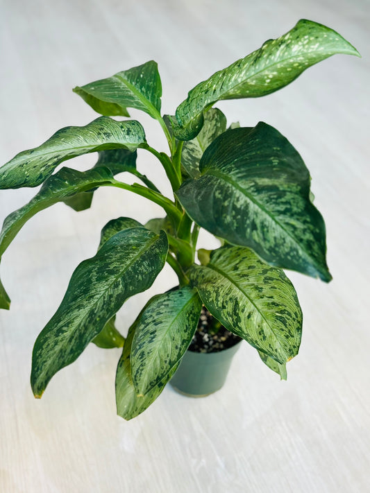 Dieffenbachia Memoria Corsii 6"