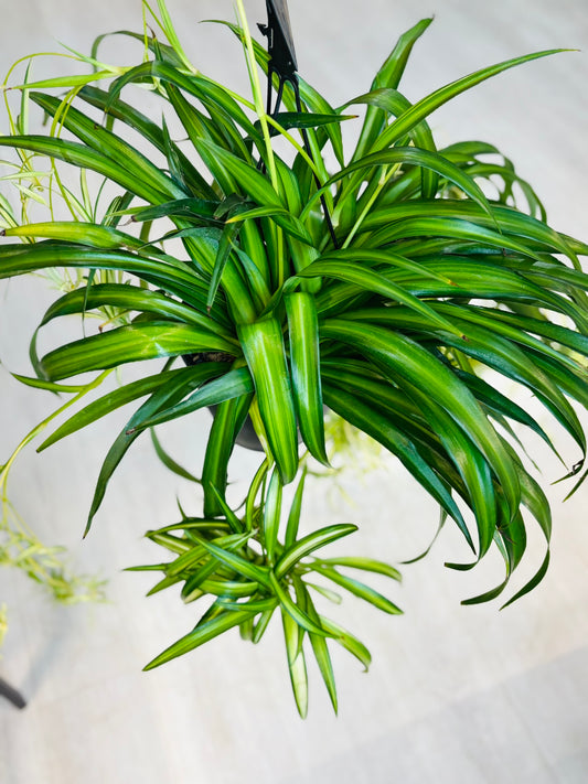 Spider Plant Hanging Basket 6”