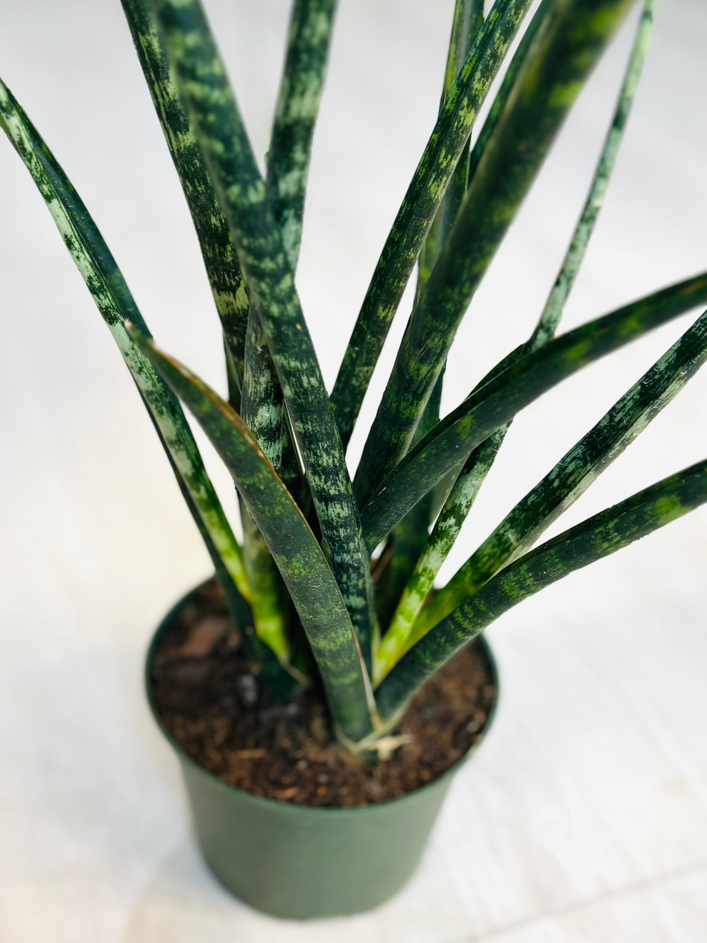 Snake Plant 6”