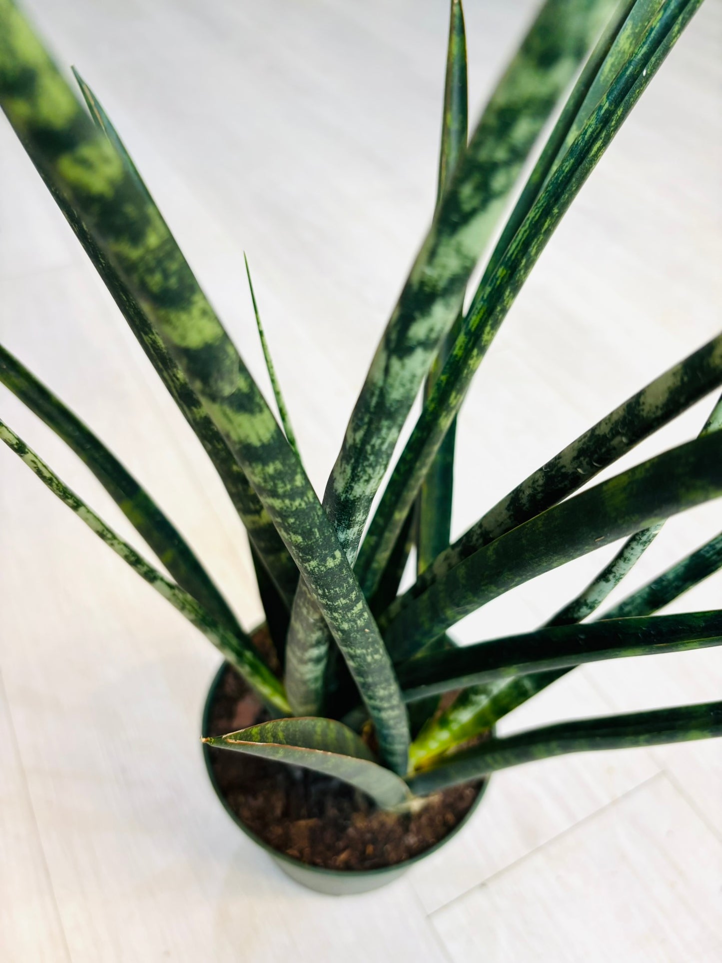 Snake Plant 6”